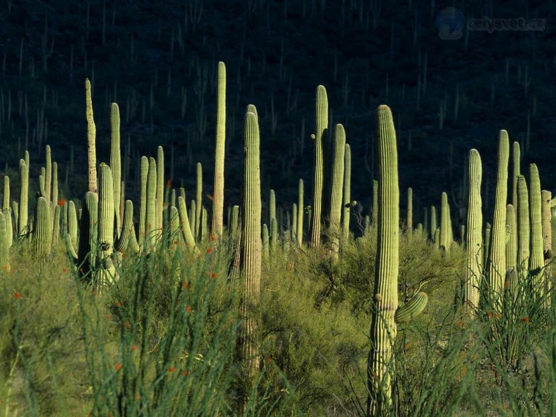 Foto: Saguaro National Monument, Arizona