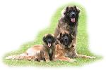 Chovatelska stanice ps: LEONBERGER AREBRED